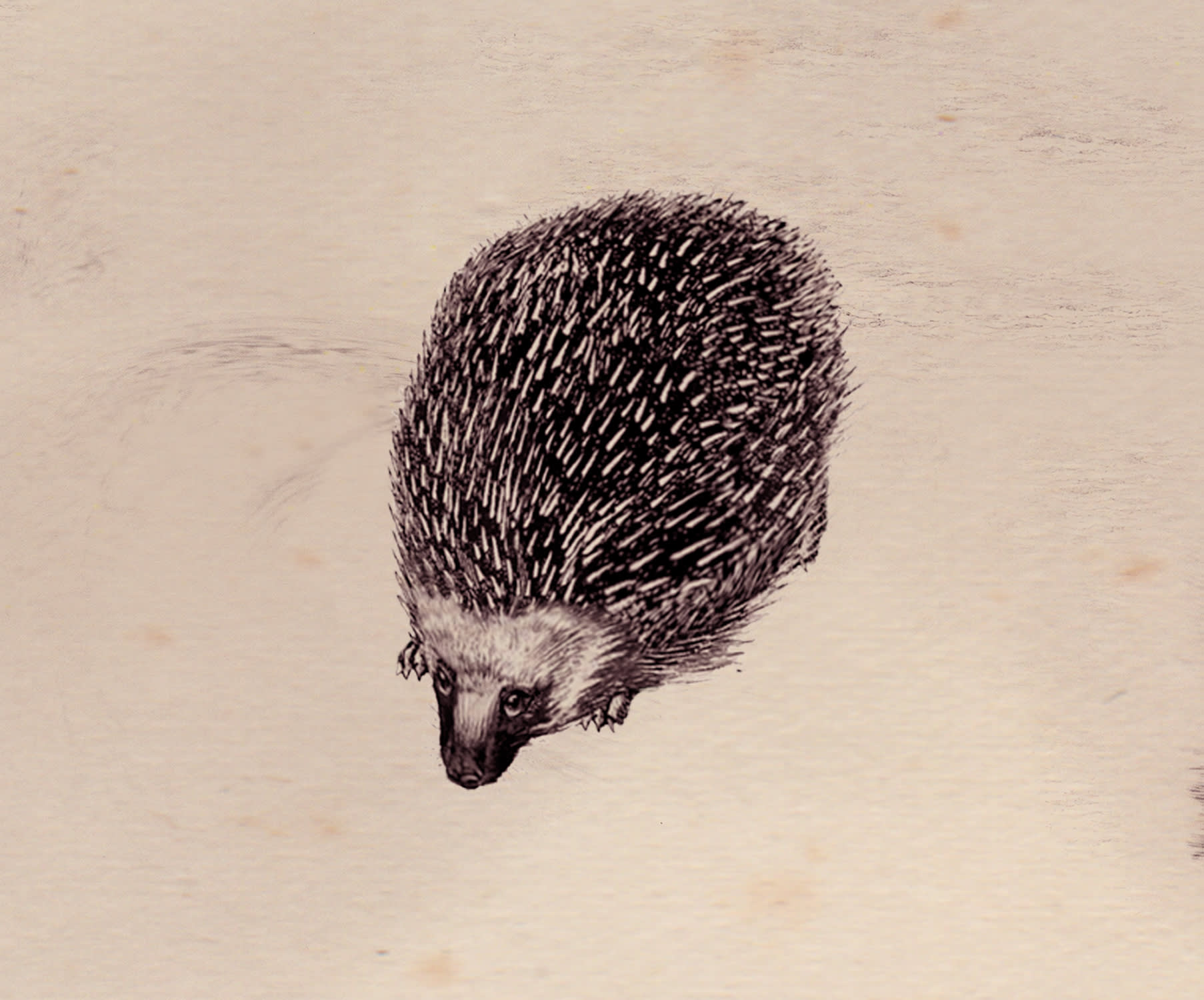 A magical creature almost totally indistinguishable from a hedgehog