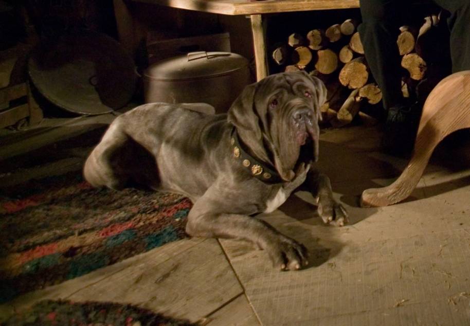 Hagrid's dog, Fang