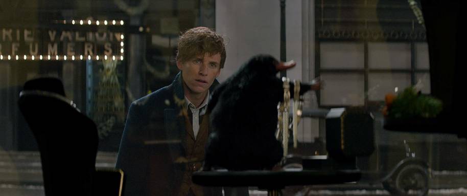 Newt looks at the Niffler