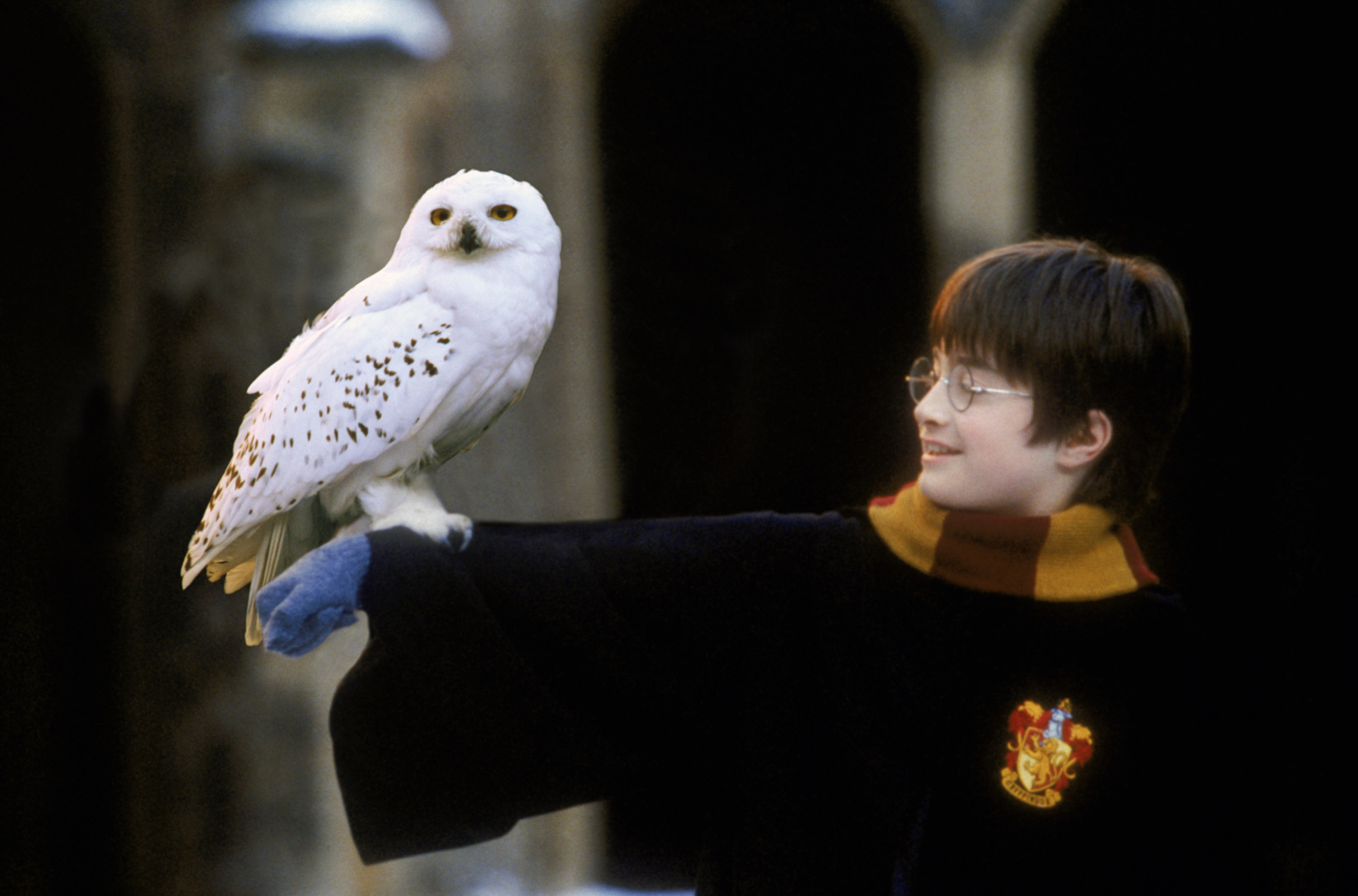 Hedwig and Harry Potter