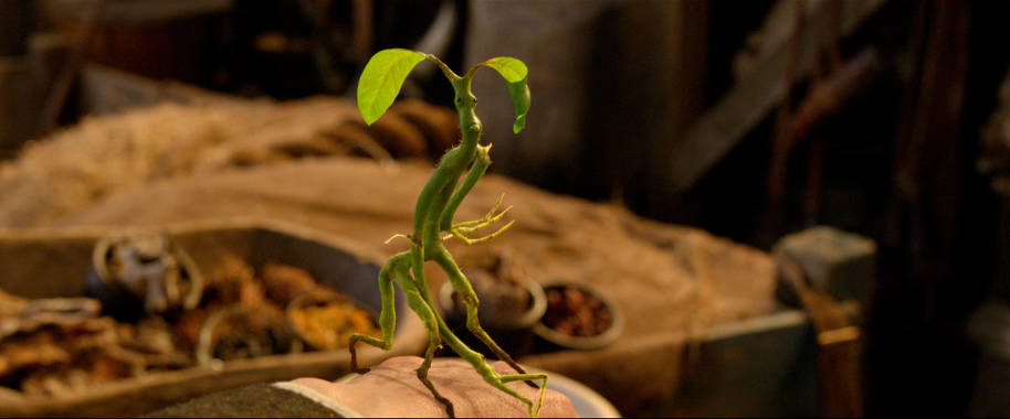 The Bowtruckle blows a raspberry 