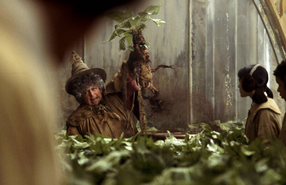 Professor Sprout is teaching a Herbology class in the greenhouse. She is holding a Mandrake up in the air.