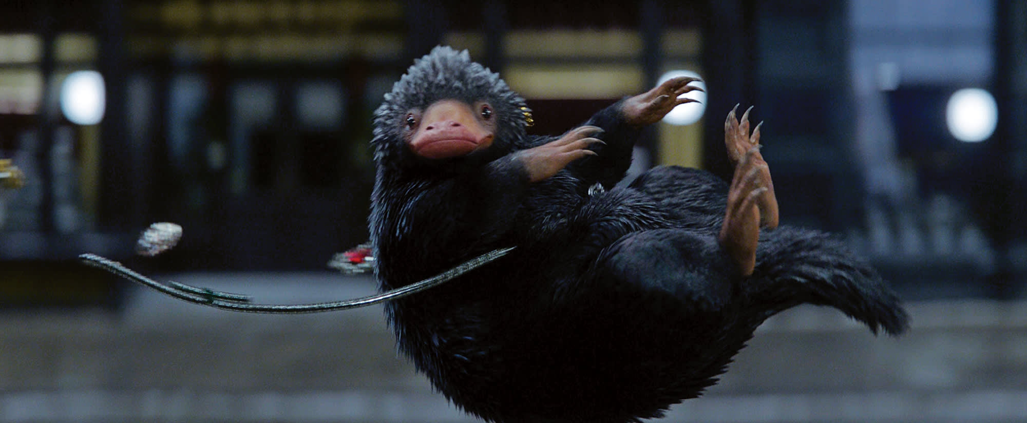 Teddy vs Pickett which one is Newt's cutest companion? Wizarding World