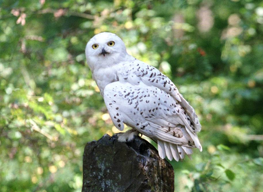 Hedwige dans la forêt 