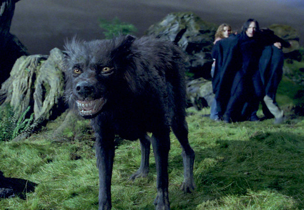 animagus