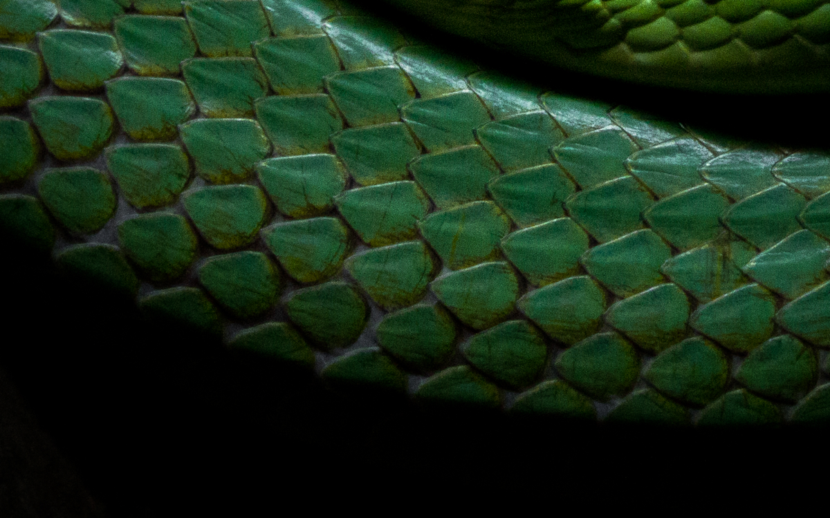 All about Slytherin