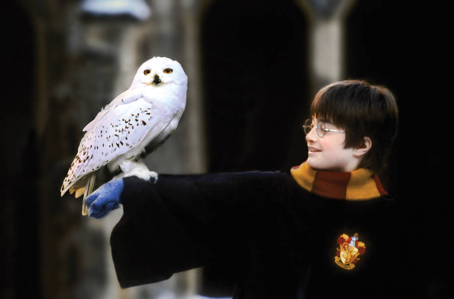 Harry se tenait dehors dans ses robes de Poudlard et son écharpe de Gryffondor avec Hedwige perchée sur son bras.