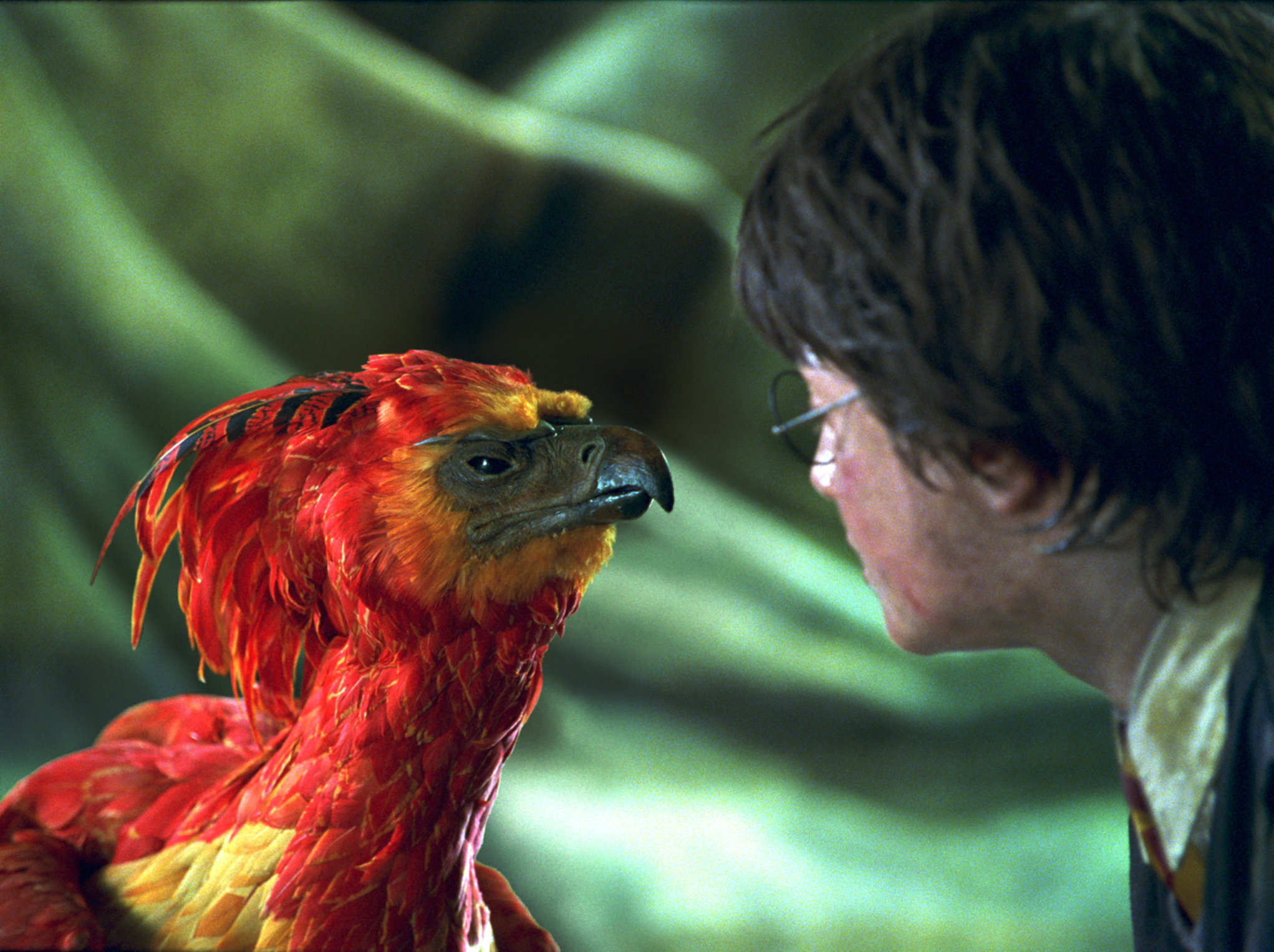 32 thoughts Fawkes might have had during Chamber of Secrets | Wizarding  World