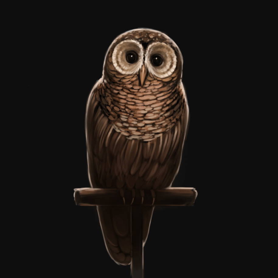 Pottermore owl illustration
