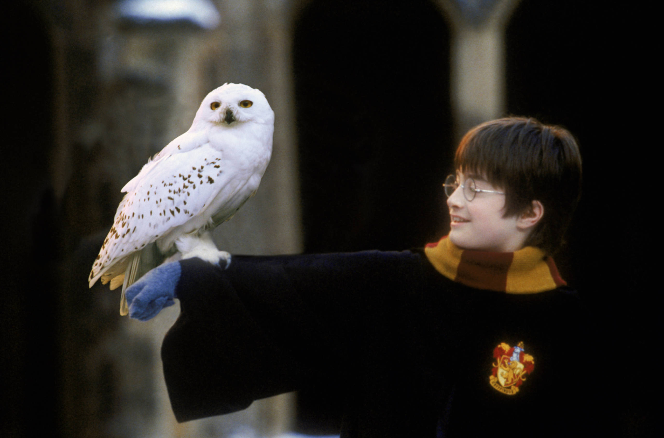 Harry with Hedwig on his arm from the Philosopher's Stone 