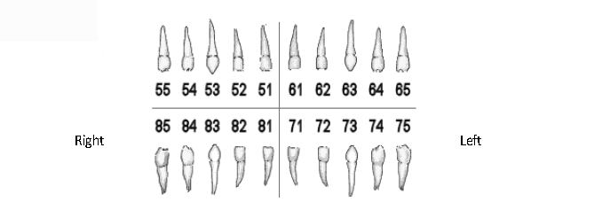 Dental trauma guide for Children's Emergency Department (CED)