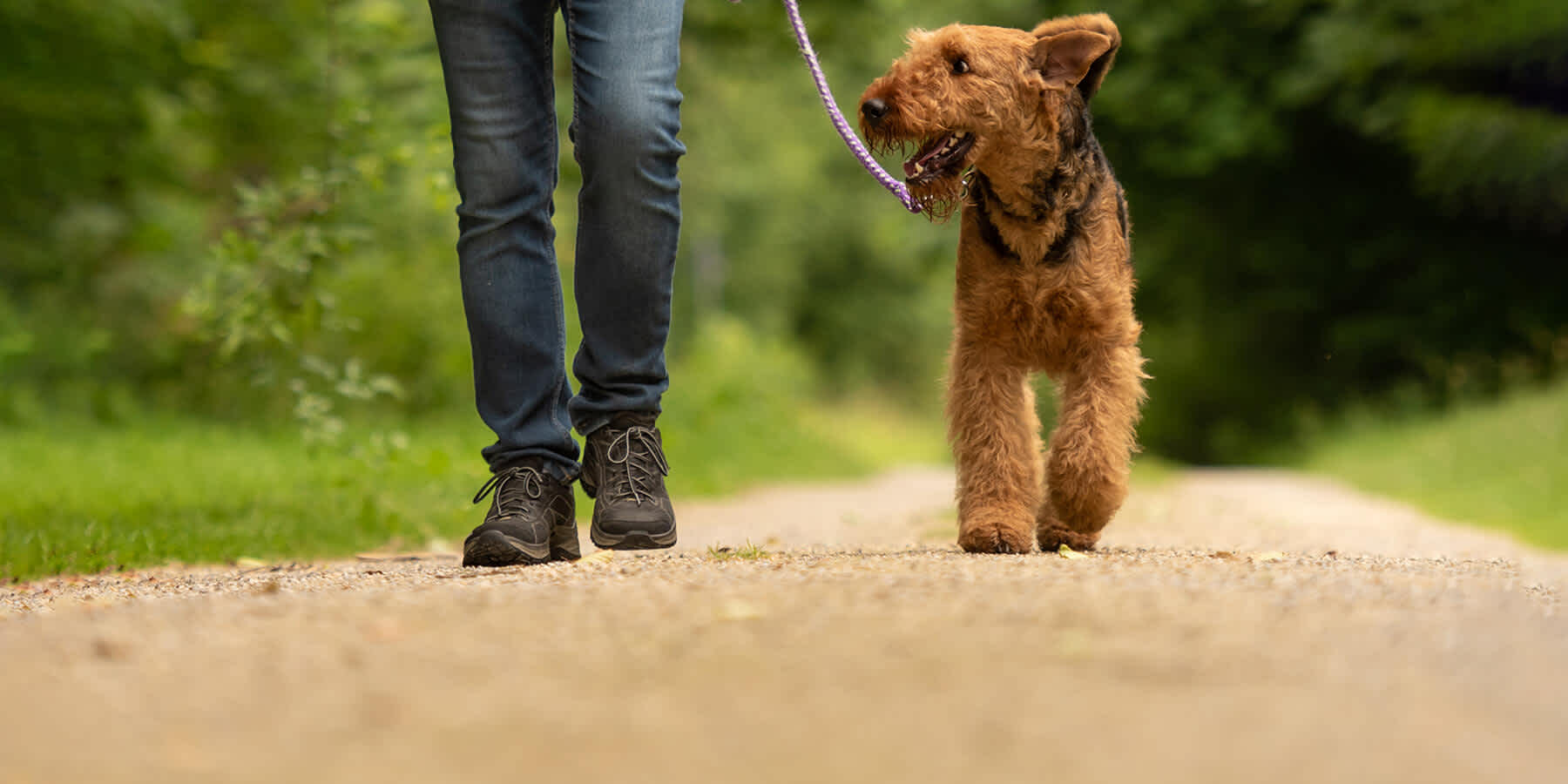 Person walking with dog to lower cholesterol