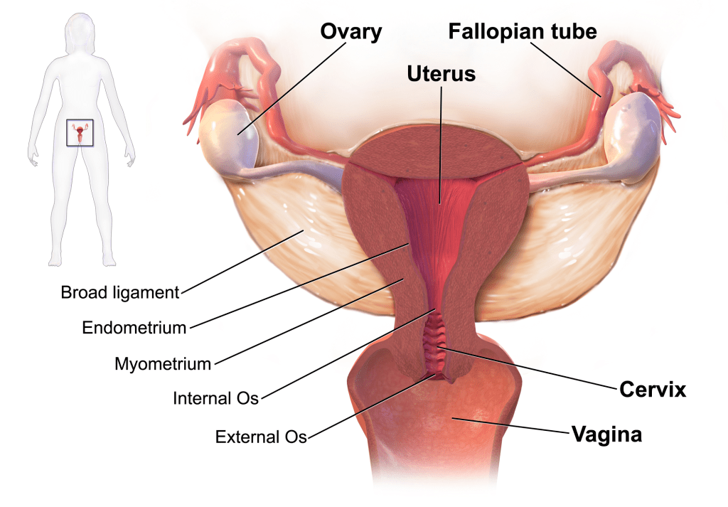 Bilateral Prominent Ovaries Meaning