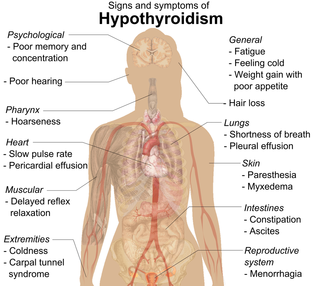 risk-factors-for-hypothyroidism-in-women-blog-everlywell-home