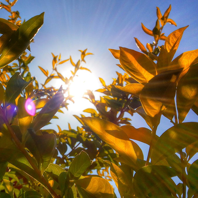 Sunlight shining through plants to represent vitamin D 