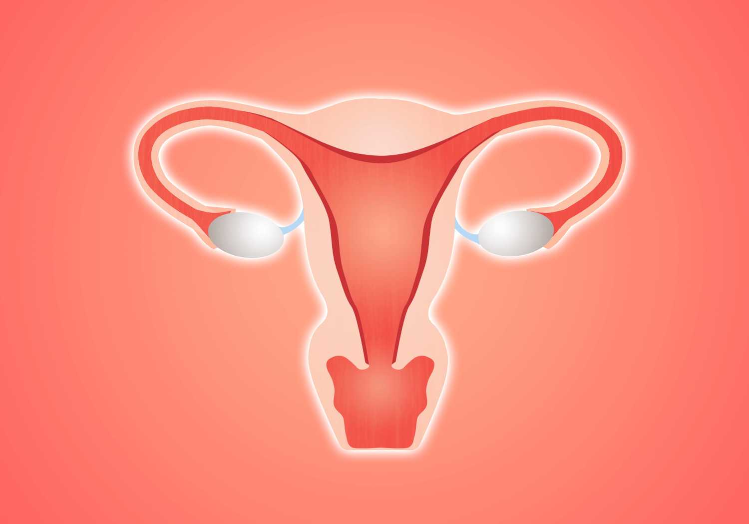 Illustration of female reproductive system, including ovaries, uterus, and fallopian tubes