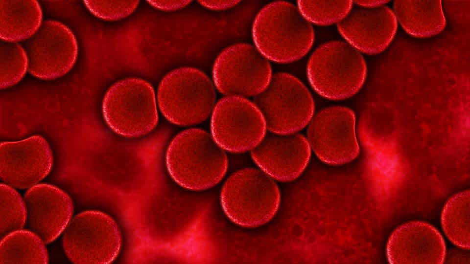 Red blood cells to highlight connection between blood and iron deficiency