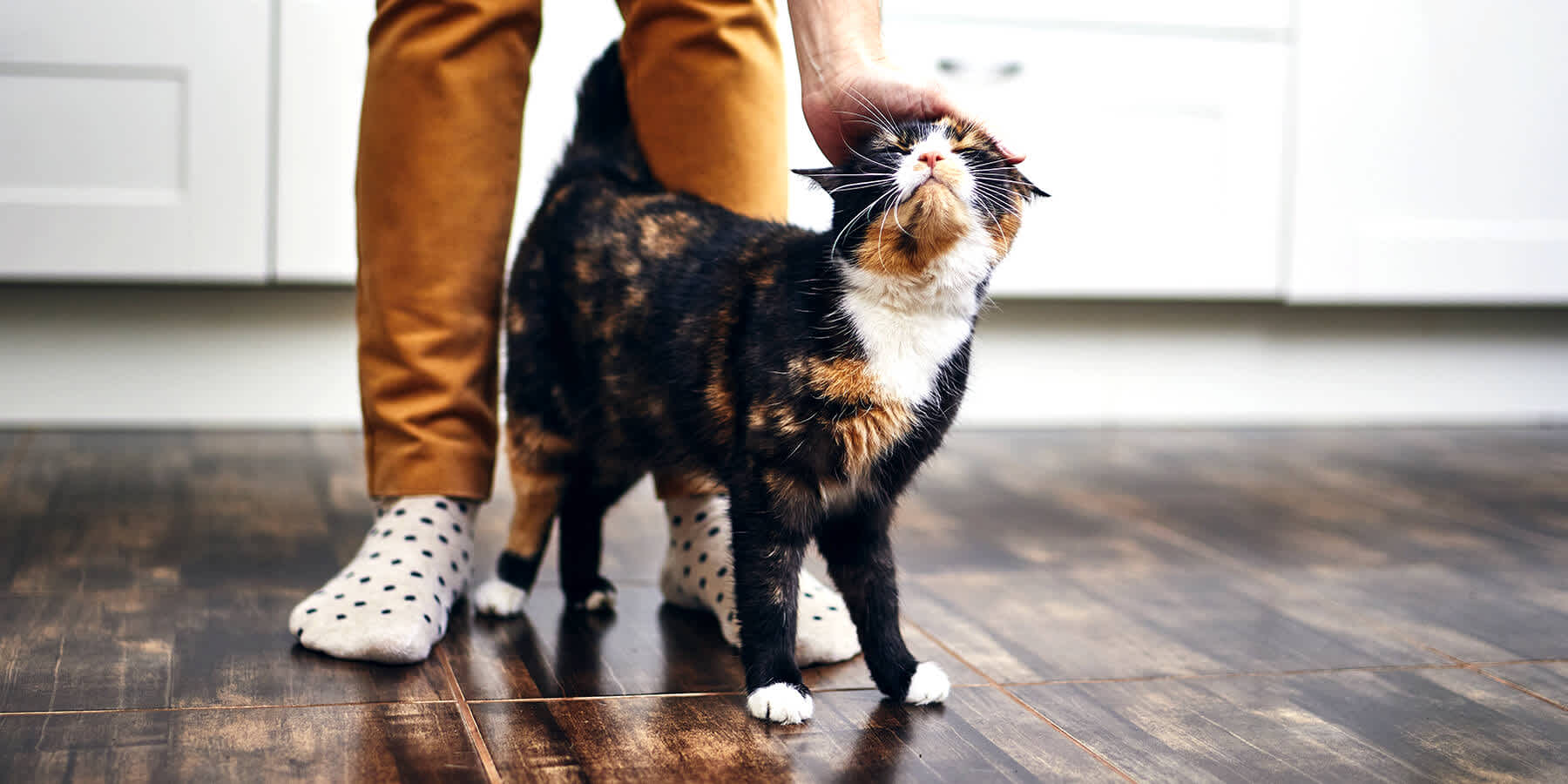 Man with possible allergic reaction petting cat