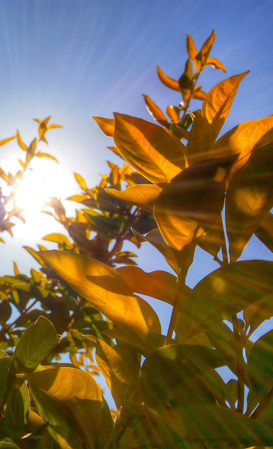 Sunlight shining through plants to represent vitamin D 