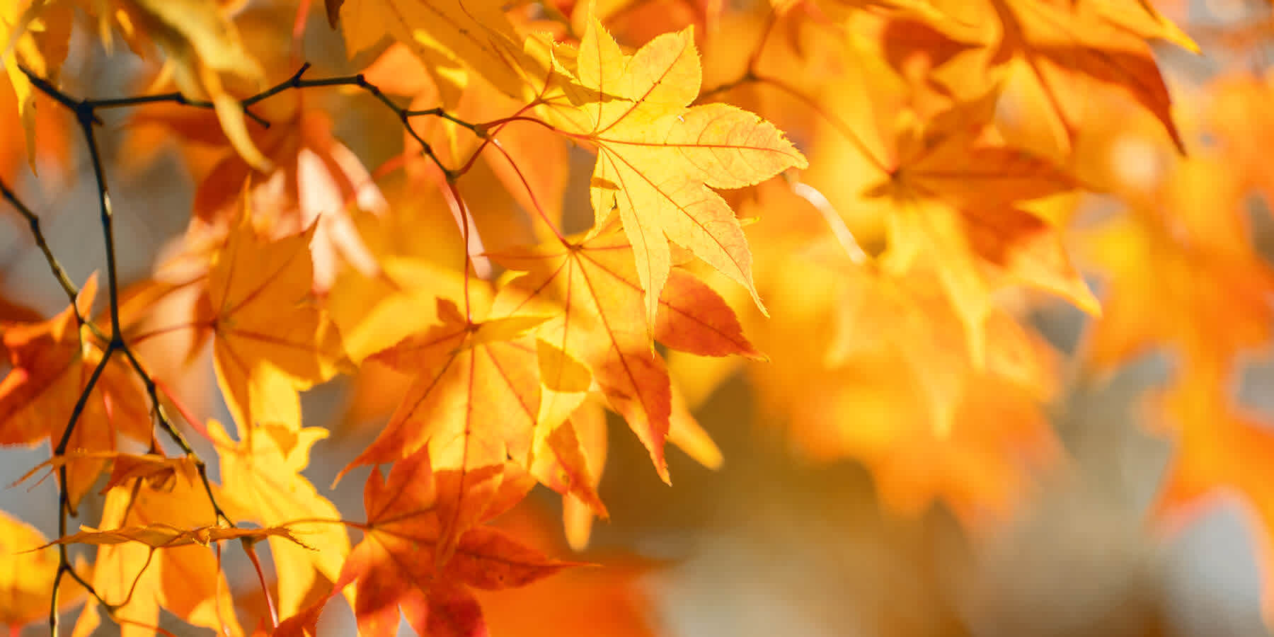 Image of orange fall leaves on tree to indicate possible fall allergies