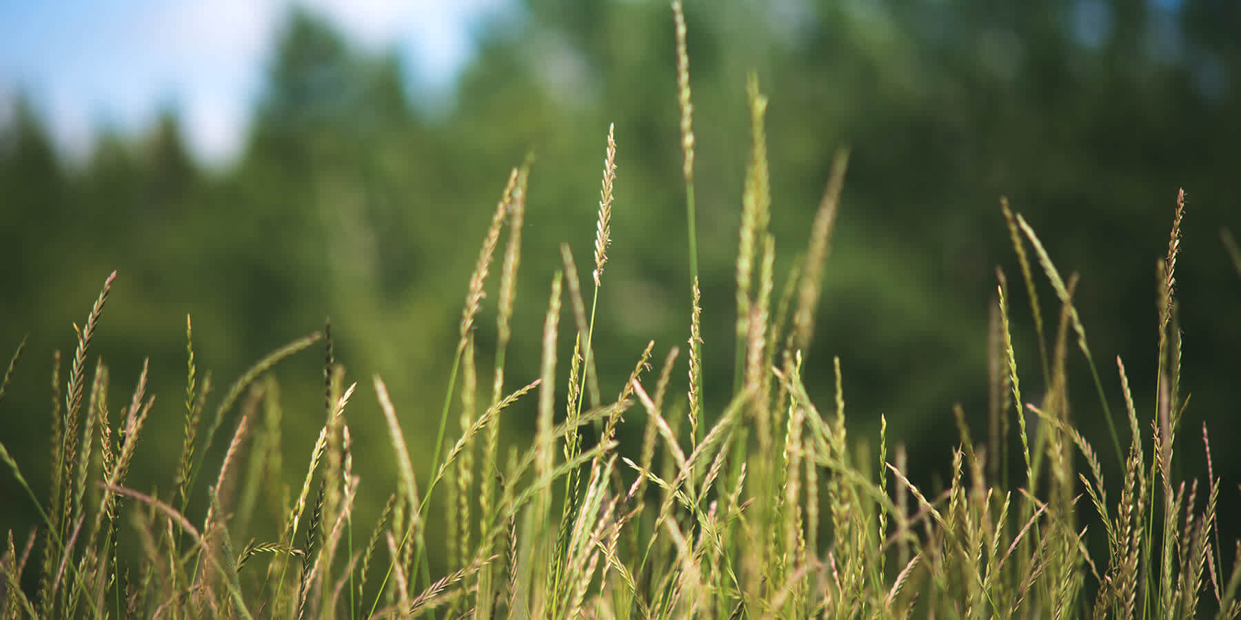 Field of grass that can produce grass allergy symptoms