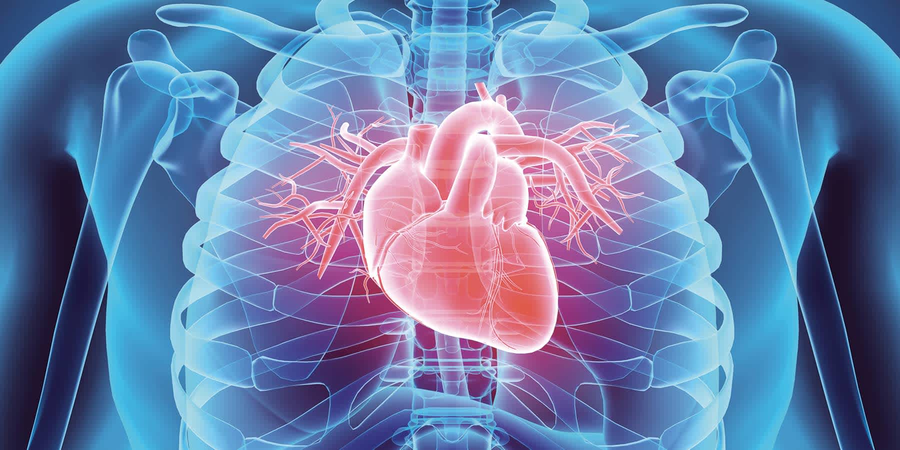 Illustration of anatomical heart in a person using a fitness tracker to improve heart health