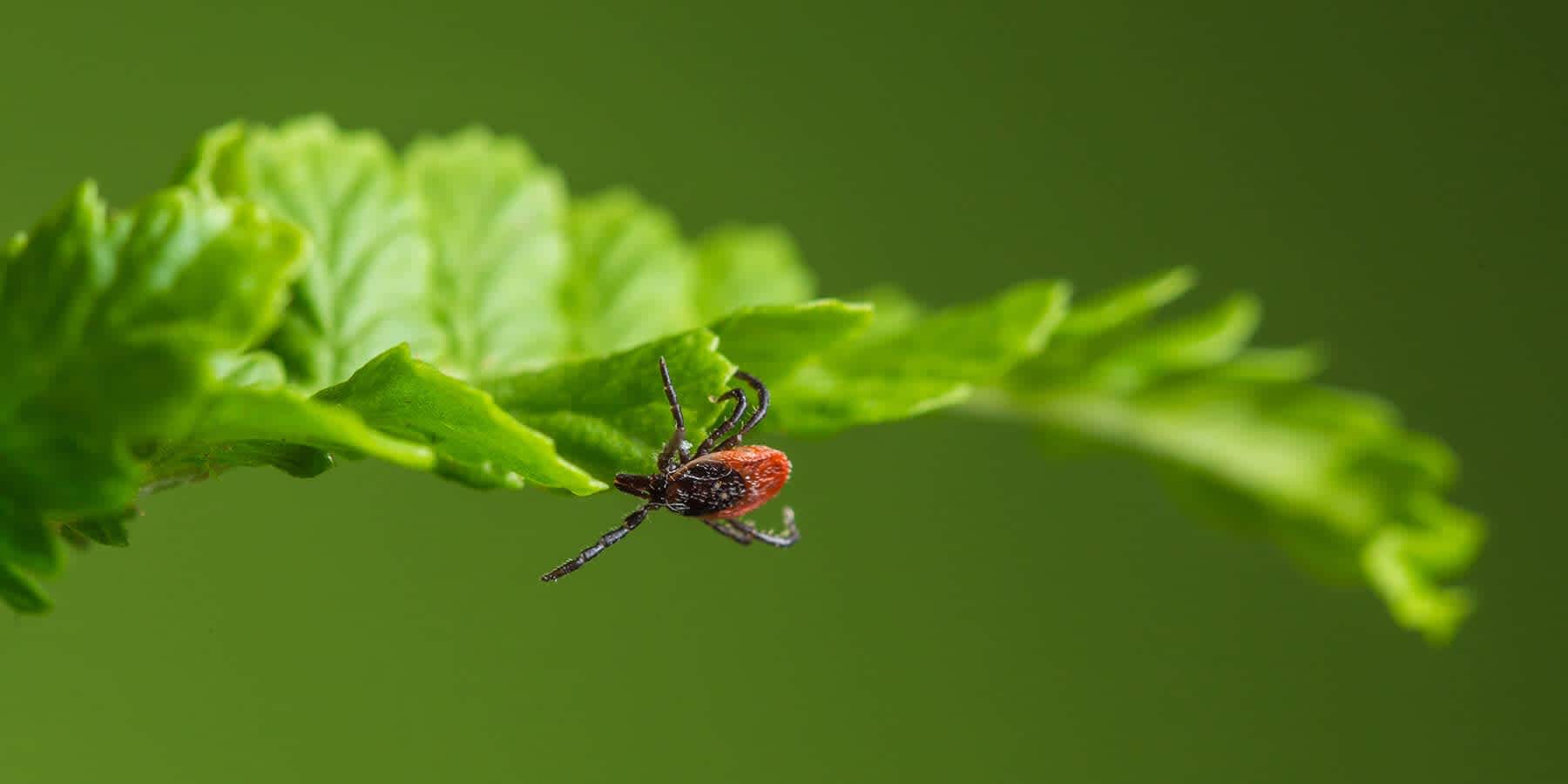 Tick with Lyme disease bacteria hanging on leaf in area of high Lyme disease prevalence
