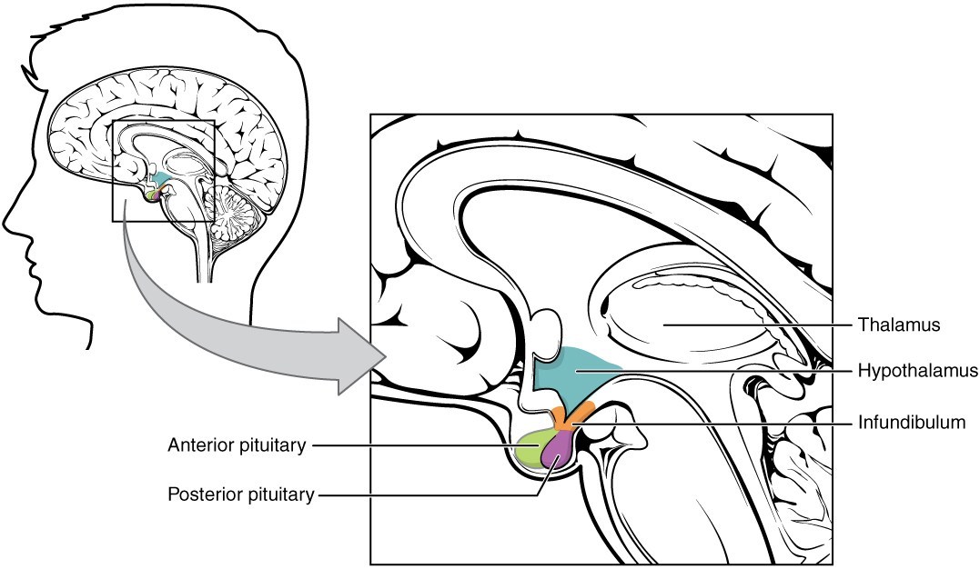 1806 The Hypothalamus-Pituitary Complex