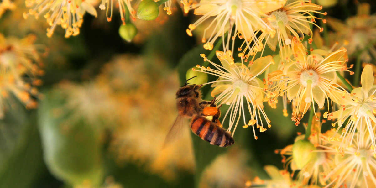 Which Tree Pollen Causes Most Allergies