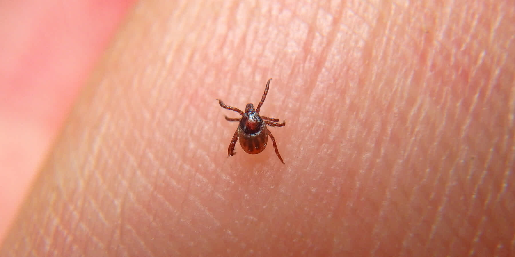What Ticks Carry Lyme Disease Everlywell