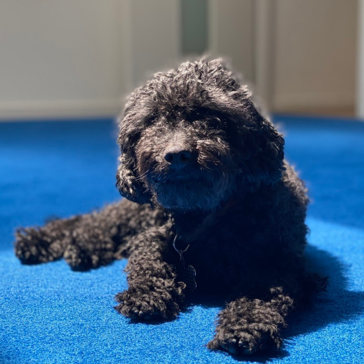 Fourthline company dog lying on the floor