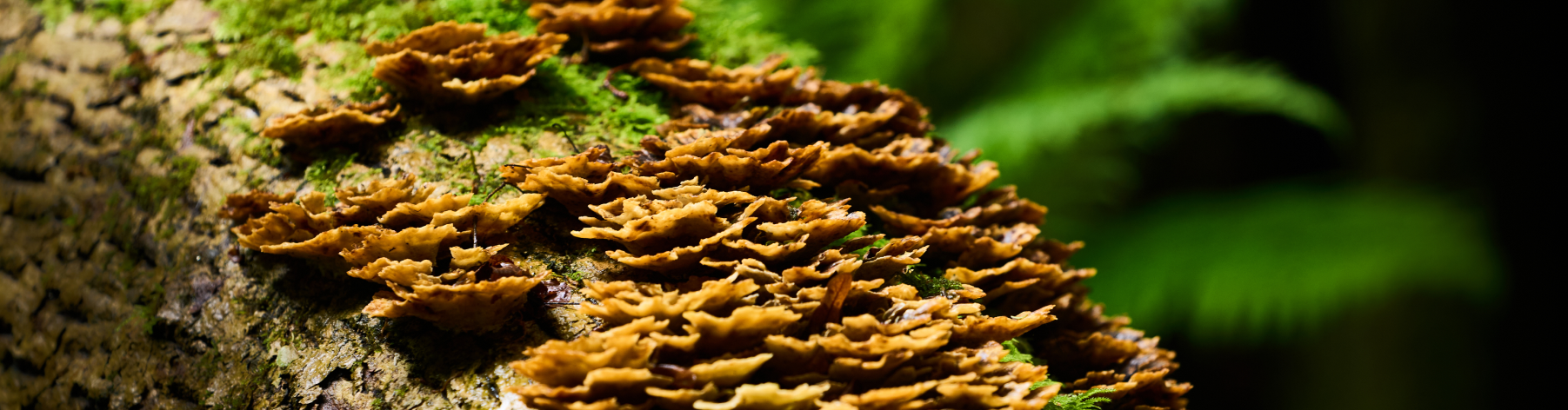 Newsletter Signup Banner Image