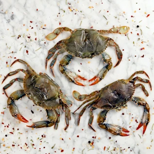 81777-jaiba-concha-suave-crudo_600x600-1