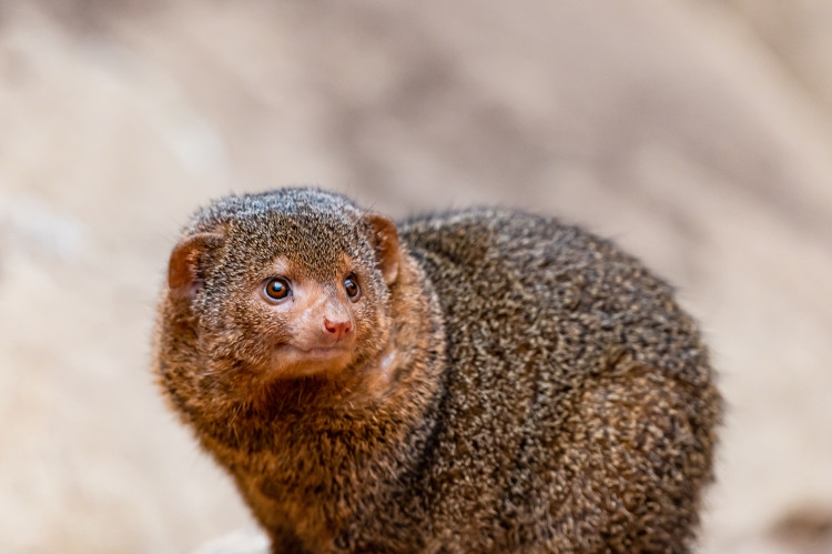 Mongoose / © Krzysztof / Adobe Stock