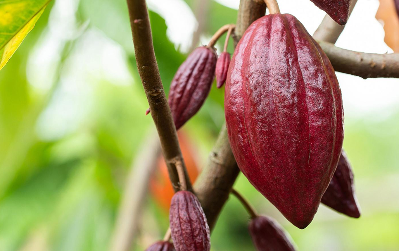 pdp-ingredient-traceable-cocoa-01