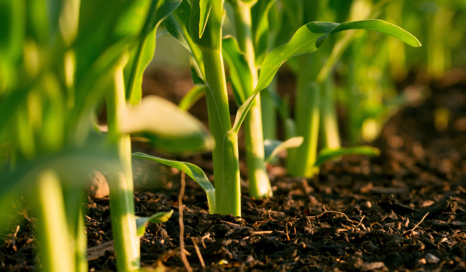 Regenerative Agriculture & Sustainable Farming