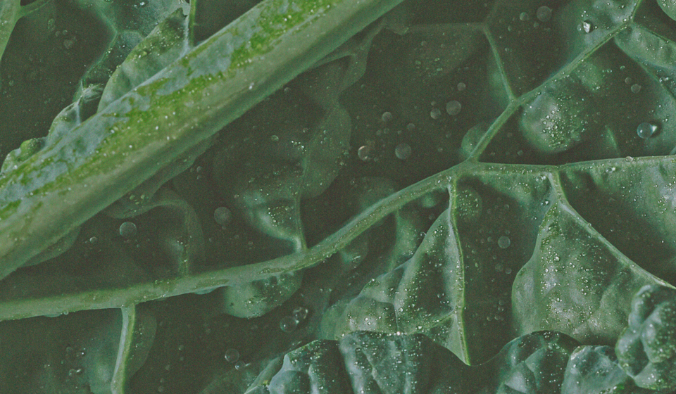 Calcium-Rich Foods to Add to Your Grocery List