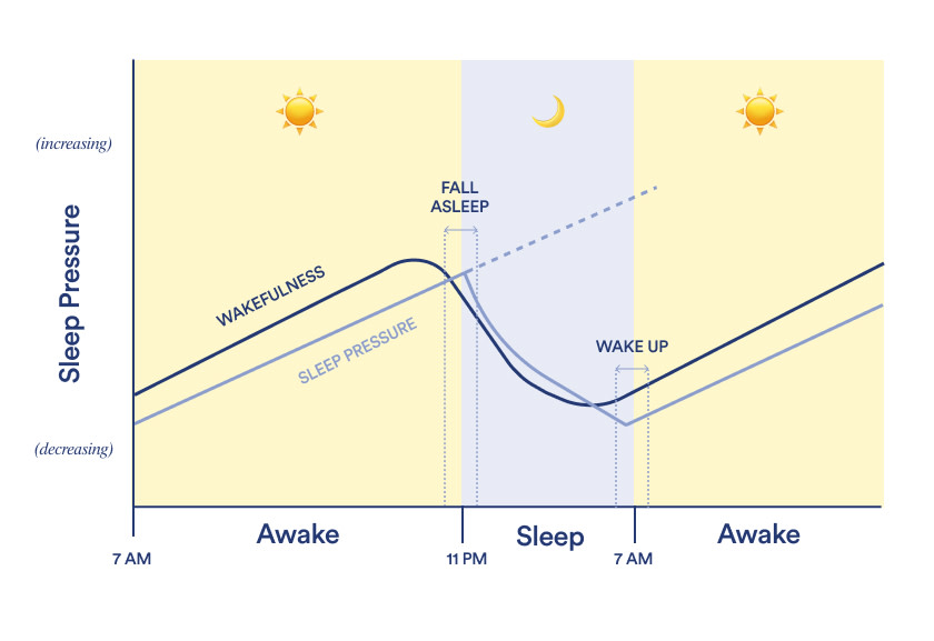 Sleep pressure increasing and decreasing as we wake up and fall asleep.