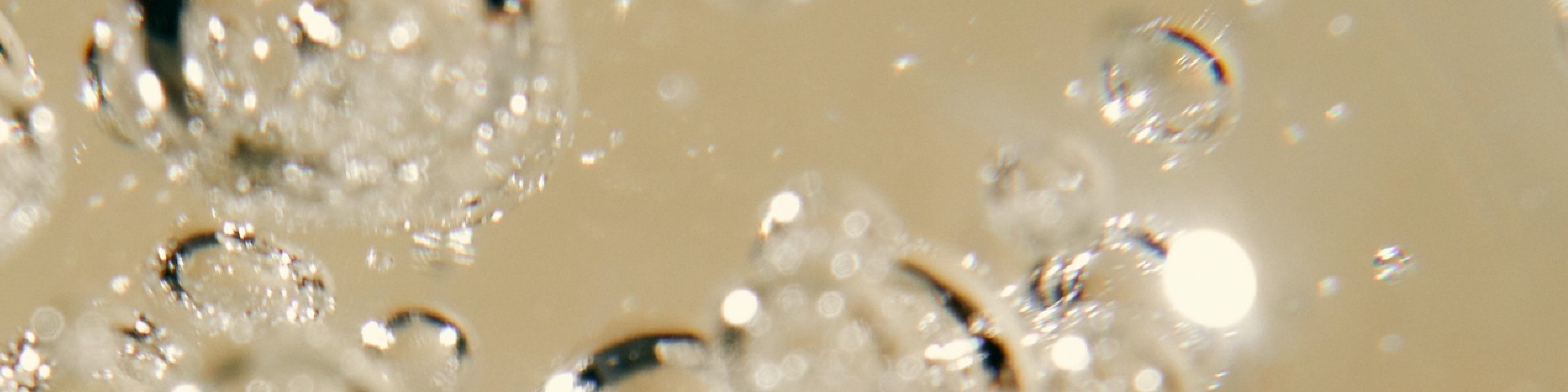 How Do Probiotics Work? The Science Behind the Good Kind of Bacteria