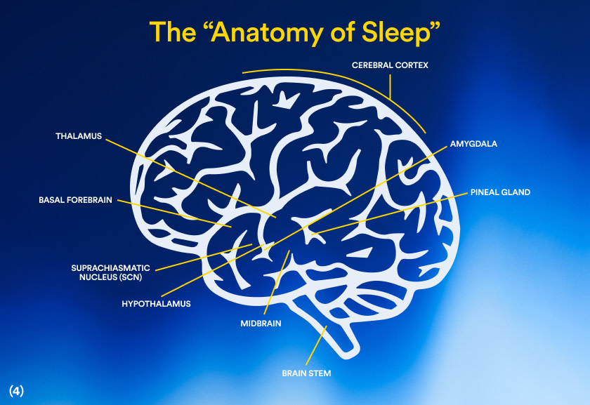 Parts of the brain that affect sleep.
