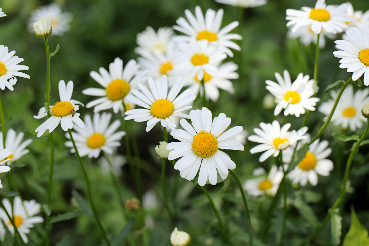 Daisy clean skincare ingredients in indie lee products