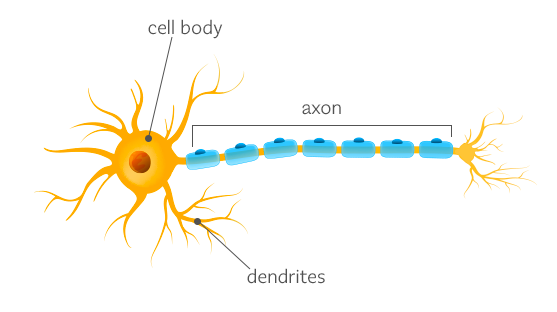 Estructura de la neurona