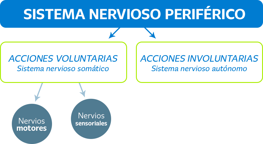 Explicar el sistema nervioso periférico