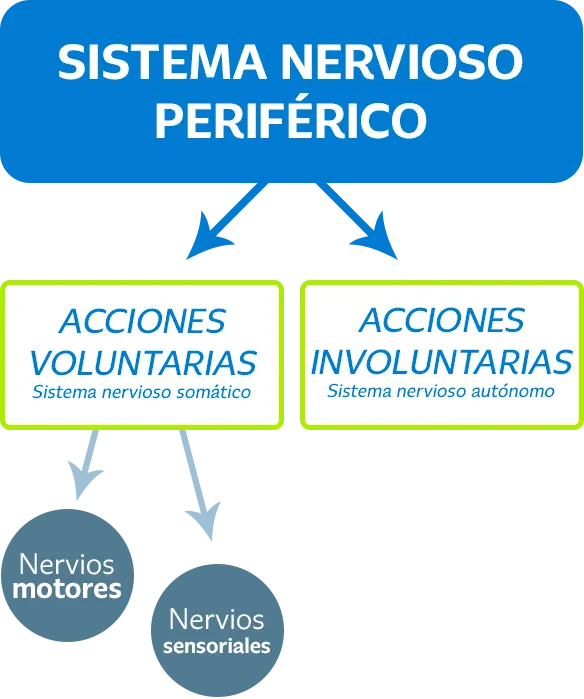 Explicar el sistema nervioso periférico