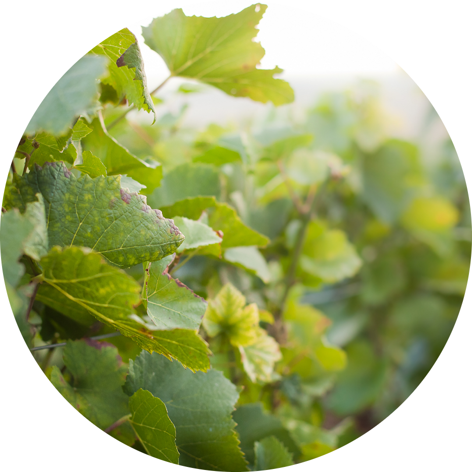 blog-biocontrole