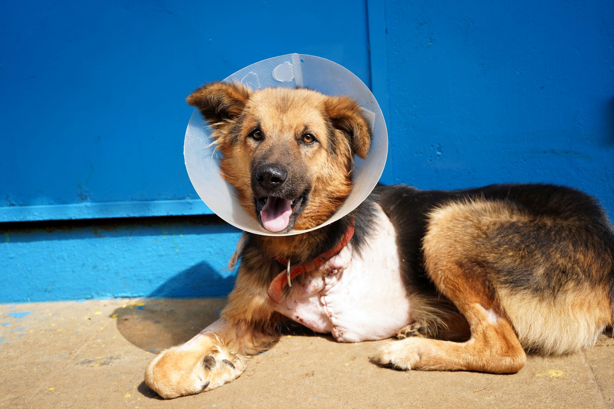 India: Upskilling vets to save dogs like Murli