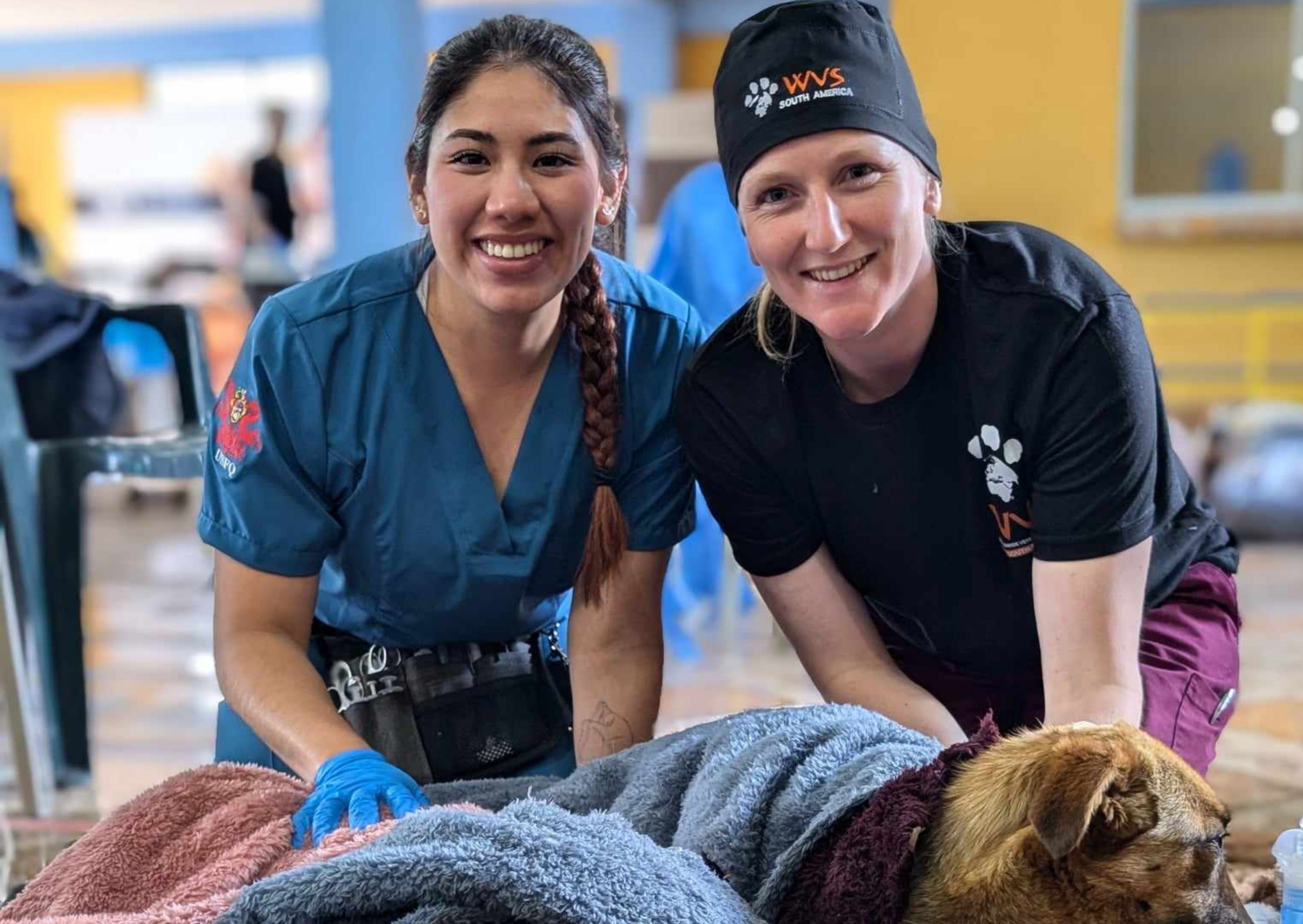 Volunteering in the Andes: Hattie's vet mission