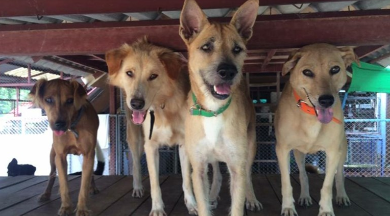 The homeless dogs of northern Thailand: my inspiration – Blain’s Story