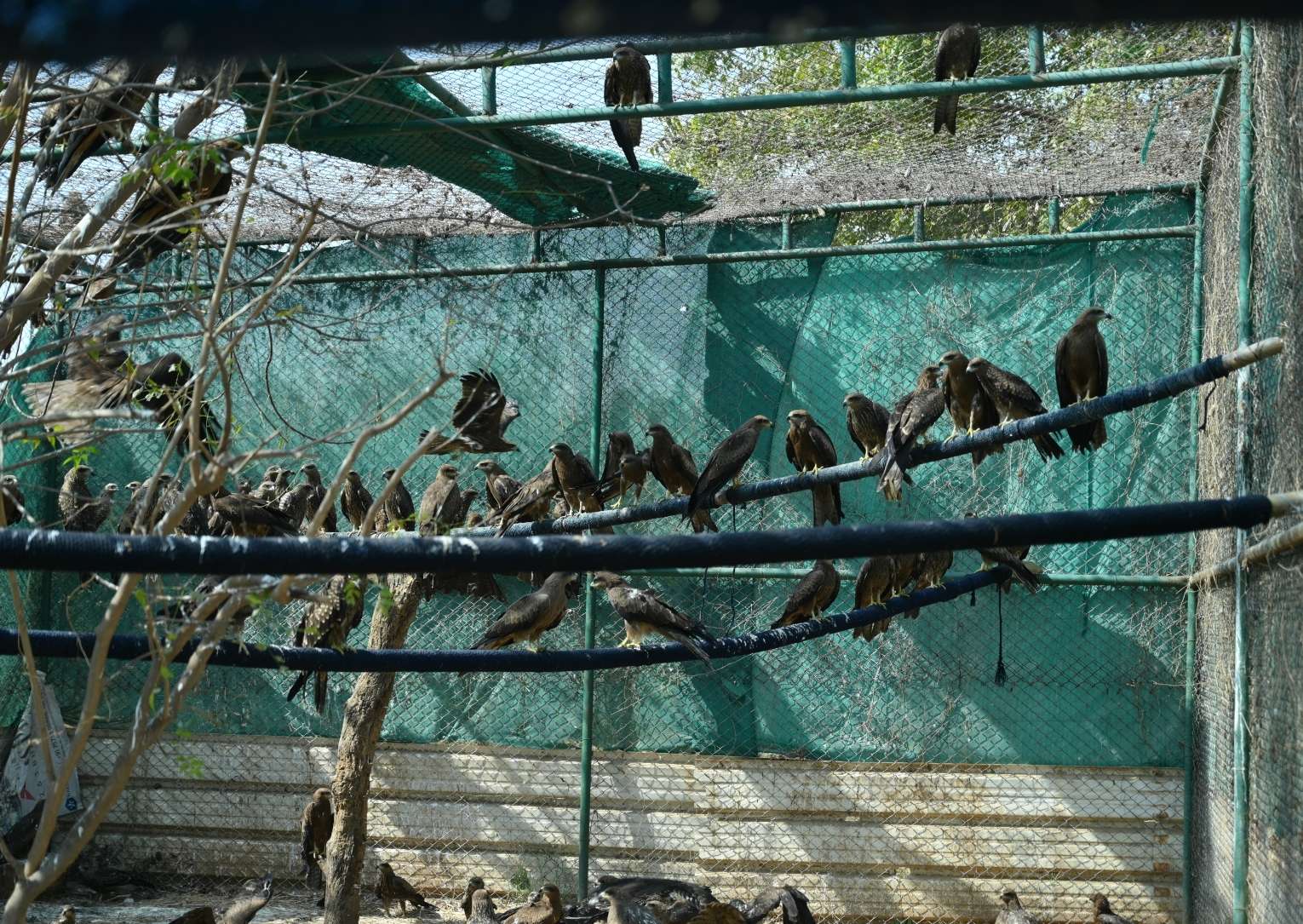 Flight back to freedom: Special Avian Operation in India