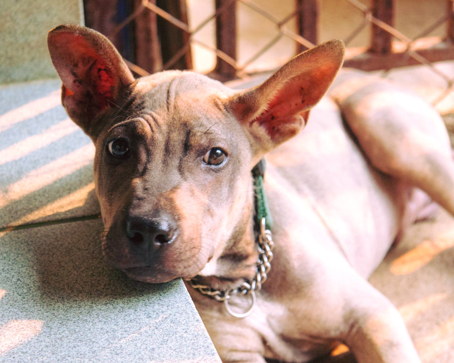 Young Puppy Learns to Walk On Three Legs Thanks to WVS Thailand